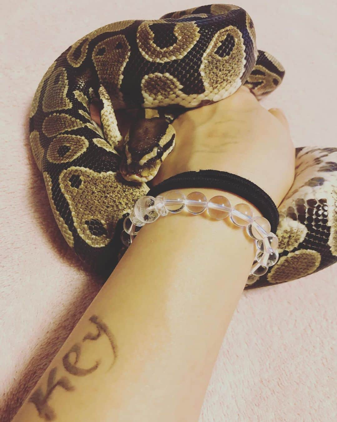 矢吹春奈さんのインスタグラム写真 - (矢吹春奈Instagram)「Lovely my snake 🐍💕」6月8日 10時23分 - yabukiharuna