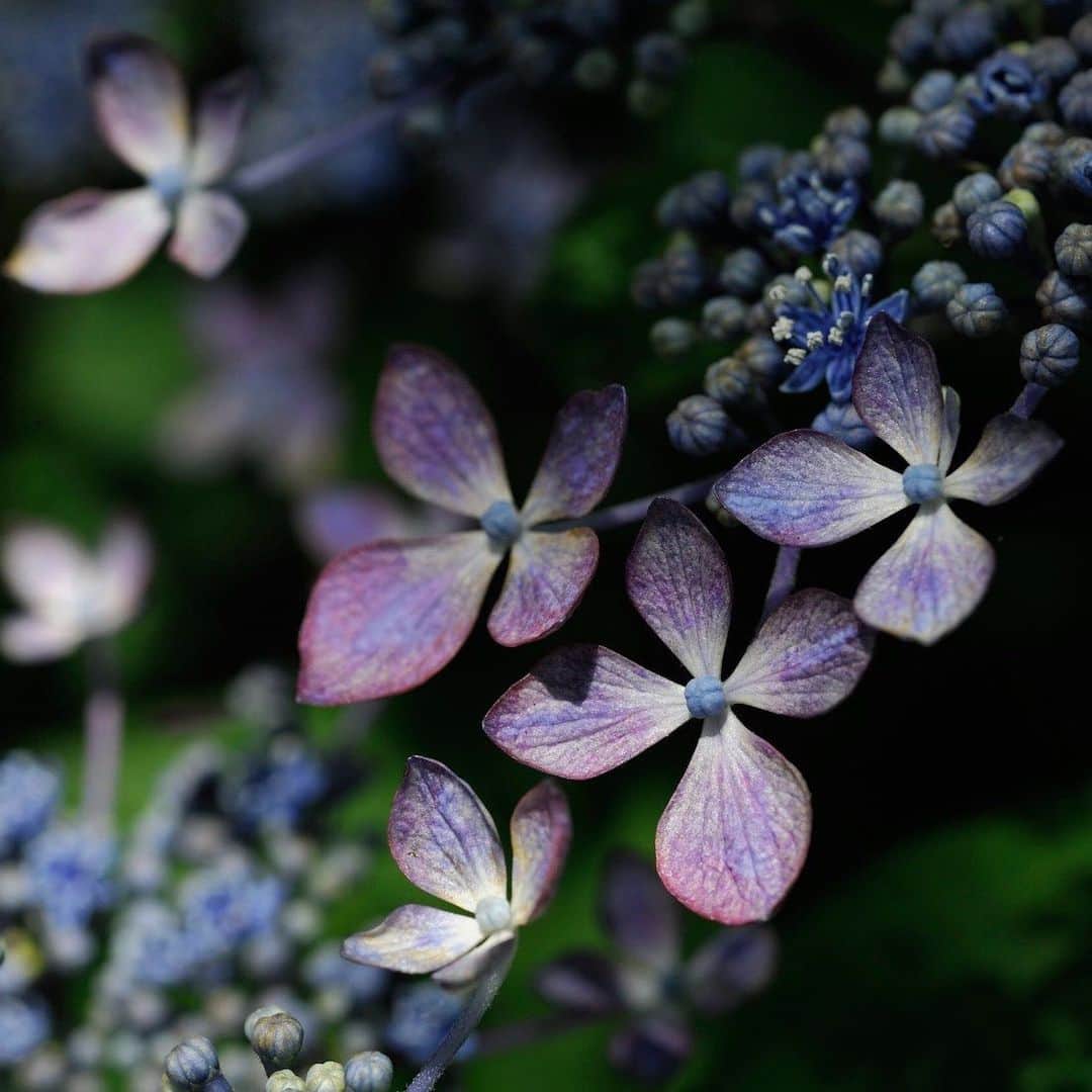 ダンデライオン・チョコレート・ジャパンさんのインスタグラム写真 - (ダンデライオン・チョコレート・ジャパンInstagram)「6月・7月は梅雨時期。雨で外に出るのが億劫な季節ですが、美しく咲き誇る紫陽花をみれるのはまさに今。﻿﻿ ダンデライオン・チョコレートがある鎌倉には明月院、長谷寺、江ノ電など たくさんの紫陽花スポットがあります。﻿﻿ 紫陽花めぐりに疲れたら鎌倉店にぜひお越しください。﻿﻿ ﻿﻿ ﻿ ﻿ @dandelion_chocolate_kamakura ﻿﻿ ﻿ ﻿ #dandelionchocolate﻿﻿﻿﻿ #ダンデライオンチョコレート﻿﻿﻿﻿ #beantobar﻿﻿﻿﻿ #ビーントゥーバー﻿﻿﻿﻿ #craftchocolate﻿﻿﻿﻿ #クラフトチョコレート﻿﻿﻿﻿ #chocolate﻿﻿﻿﻿ #チョコレート﻿﻿﻿﻿ #cacao﻿﻿﻿﻿ #カカオ﻿﻿﻿﻿ #ダンデライオンチョコレート鎌倉店﻿﻿﻿﻿ #DandelionChocolateKamakura﻿﻿﻿﻿ #あじさい﻿﻿ #紫陽花﻿﻿ #hydrangea﻿﻿ #梅雨」6月8日 10時39分 - dandelion_chocolate_japan