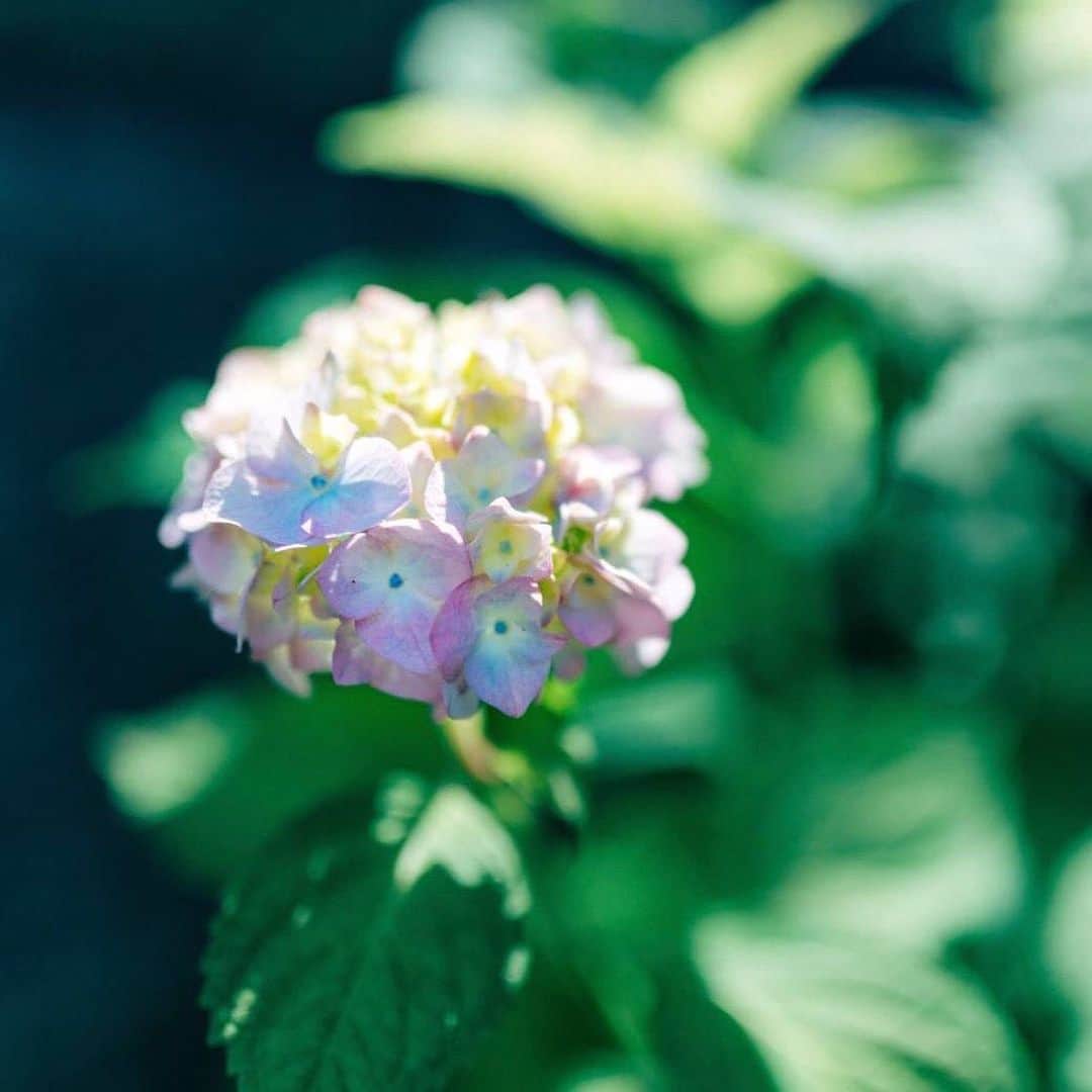 ダンデライオン・チョコレート・ジャパンさんのインスタグラム写真 - (ダンデライオン・チョコレート・ジャパンInstagram)「6月・7月は梅雨時期。雨で外に出るのが億劫な季節ですが、美しく咲き誇る紫陽花をみれるのはまさに今。﻿﻿ ダンデライオン・チョコレートがある鎌倉には明月院、長谷寺、江ノ電など たくさんの紫陽花スポットがあります。﻿﻿ 紫陽花めぐりに疲れたら鎌倉店にぜひお越しください。﻿﻿ ﻿﻿ ﻿ ﻿ @dandelion_chocolate_kamakura ﻿﻿ ﻿ ﻿ #dandelionchocolate﻿﻿﻿﻿ #ダンデライオンチョコレート﻿﻿﻿﻿ #beantobar﻿﻿﻿﻿ #ビーントゥーバー﻿﻿﻿﻿ #craftchocolate﻿﻿﻿﻿ #クラフトチョコレート﻿﻿﻿﻿ #chocolate﻿﻿﻿﻿ #チョコレート﻿﻿﻿﻿ #cacao﻿﻿﻿﻿ #カカオ﻿﻿﻿﻿ #ダンデライオンチョコレート鎌倉店﻿﻿﻿﻿ #DandelionChocolateKamakura﻿﻿﻿﻿ #あじさい﻿﻿ #紫陽花﻿﻿ #hydrangea﻿﻿ #梅雨」6月8日 10時39分 - dandelion_chocolate_japan