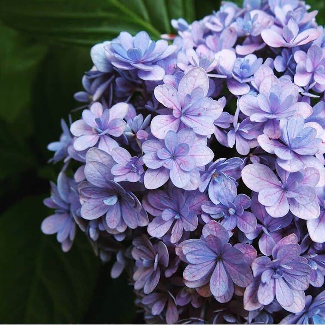 ダンデライオン・チョコレート・ジャパンのグルメインスタ