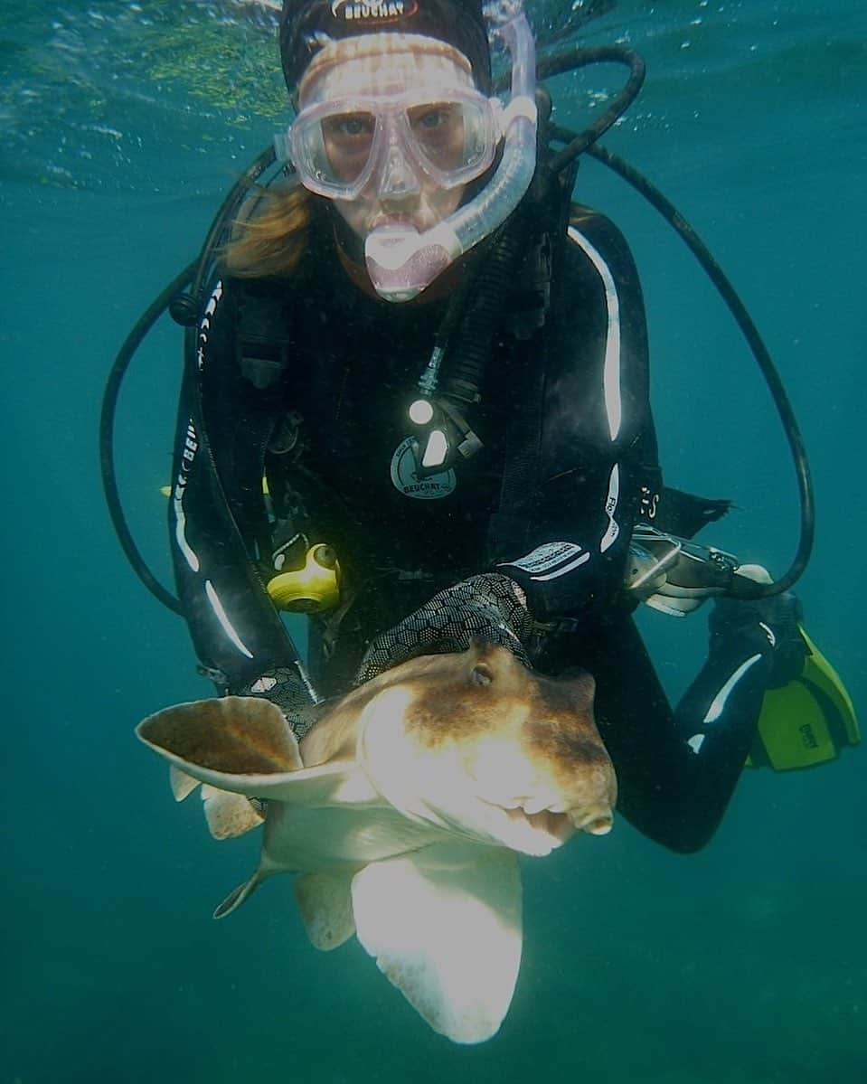 タロンガ動物園さんのインスタグラム写真 - (タロンガ動物園Instagram)「World Oceans Day is all about celebrating our oceans and shining a light on the work that is being done to protect them. Taronga’s science and conservation teams are working to safeguard marine environments and the wildlife that inhabit them in various ways – from freezing coral cells to tracking marine turtles and studying sharks. In collaboration with Macquarie University, Taronga researcher Jo Day has been studying the breeding behaviours and movements of Port Jackson shark populations in Sydney and Jervis Bay since 2012.  By tracking the movements of these sharks Jo and her team found that the Jervis Bay population would return to the same sites in Jervis Bay to breed each year. The researchers also examined the genetic makeup of these populations and discovered key differences between the Sydney and Jervis Bay aggregations, despite the fact that their breeding grounds were less than 200km apart. This research is so significant because it demonstrates the presence of distinctly differently populations of Port Jackson sharks in different areas – and the importance of specific habitats to those populations. #WorldOceansDay #togetherwecan」6月8日 10時42分 - tarongazoo