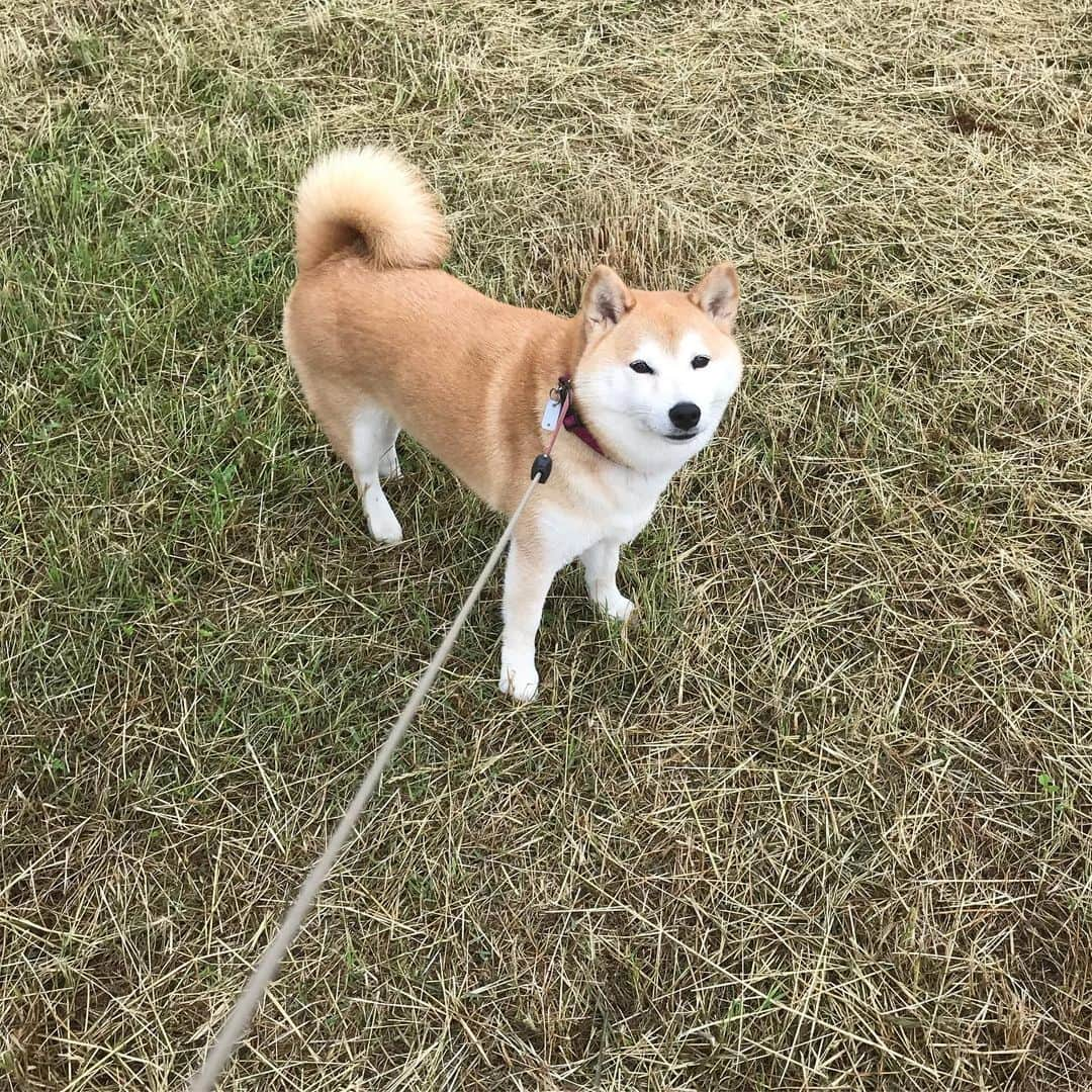 柴犬のモモさんのインスタグラム写真 - (柴犬のモモInstagram)「おはようございます。涼しい朝で、河川敷の草刈りも進んでいたため、久々にまりんちゃんに会えました。相変わらず美人さんですし、優しいパパさんママさんから美味しいおやつもいただいて、モモさんも大喜びでした #いぬ #イヌ #犬 #柴犬 #赤柴 #日本犬 #犬バカ部 #ふわもこ部 #いぬら部 #癒しわんこ #柴犬マニア #犬のいる暮らし #口角キュキュッと部 #shiba #shibainu #shibadog #dogstagram #dogsofinstagram #shibastagram #shibasofinstagram #shibamania #inu #instadog #toyota_dog」6月8日 10時56分 - shi_ba_i_nu_momo