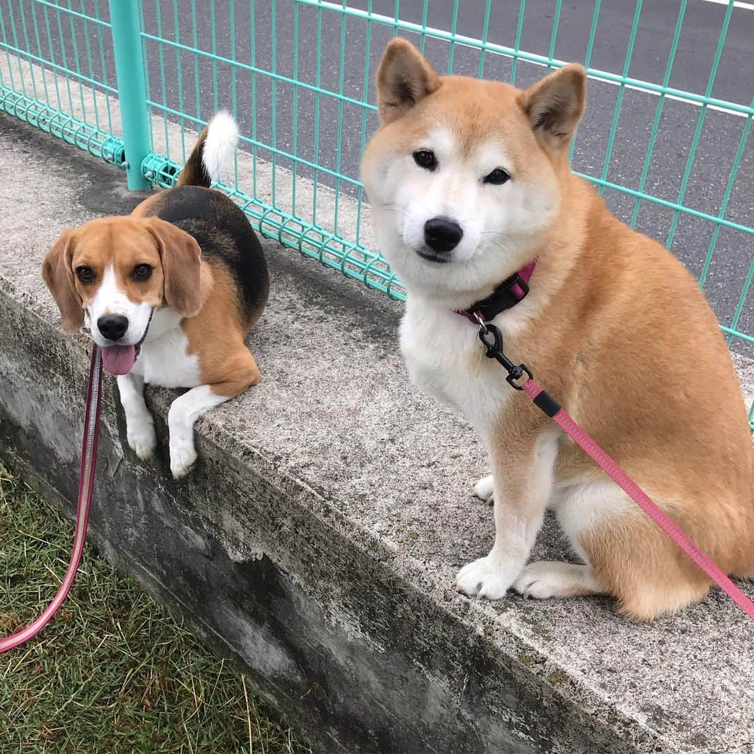 柴犬のモモさんのインスタグラム写真 - (柴犬のモモInstagram)「おはようございます。涼しい朝で、河川敷の草刈りも進んでいたため、久々にまりんちゃんに会えました。相変わらず美人さんですし、優しいパパさんママさんから美味しいおやつもいただいて、モモさんも大喜びでした #いぬ #イヌ #犬 #柴犬 #赤柴 #日本犬 #犬バカ部 #ふわもこ部 #いぬら部 #癒しわんこ #柴犬マニア #犬のいる暮らし #口角キュキュッと部 #shiba #shibainu #shibadog #dogstagram #dogsofinstagram #shibastagram #shibasofinstagram #shibamania #inu #instadog #toyota_dog」6月8日 10時56分 - shi_ba_i_nu_momo