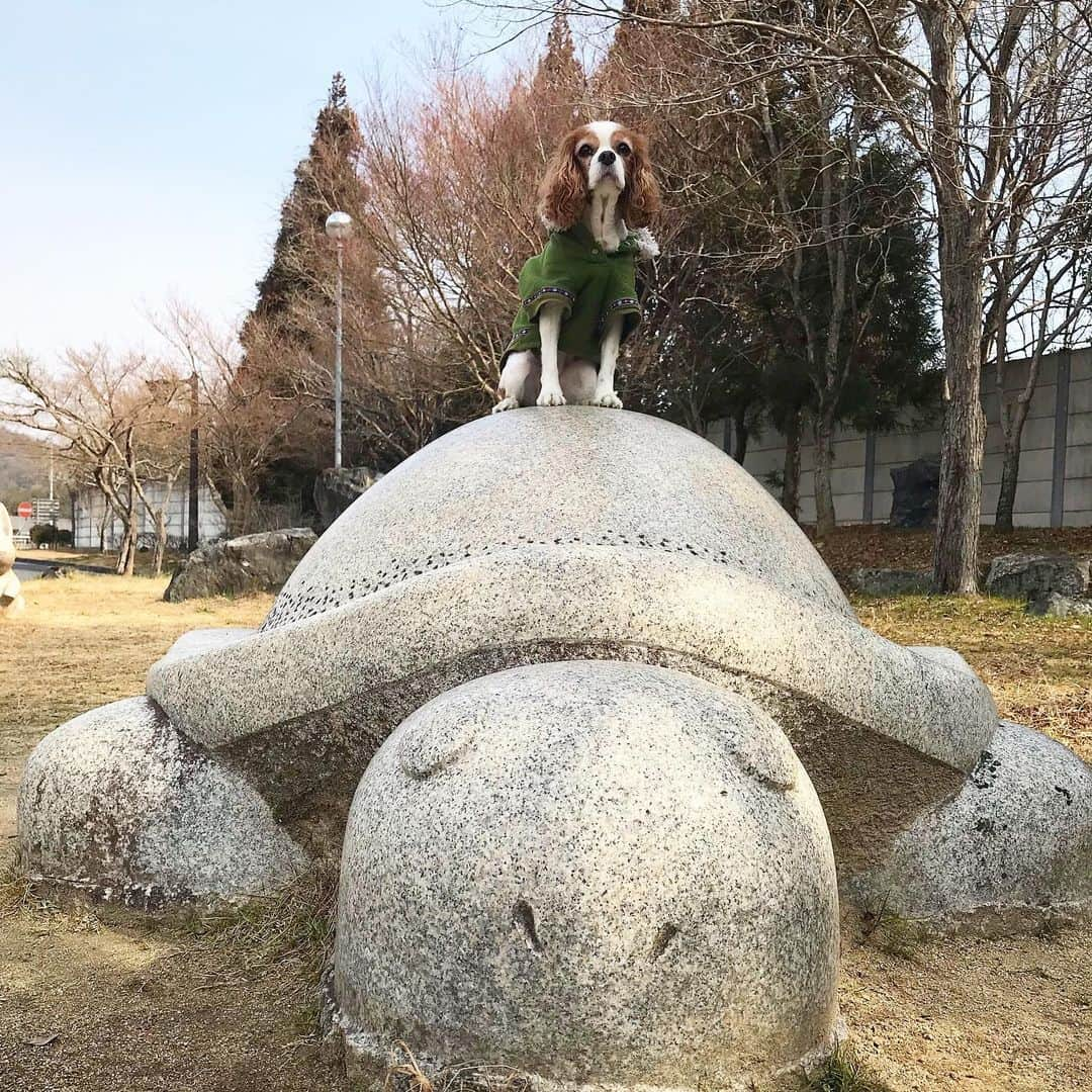 井上竜馬さんのインスタグラム写真 - (井上竜馬Instagram)「石の亀の上にも3年 じっくり、しっかり歩んで メジャーデビューから3年経ちました。 今後とも宜しくお願いします☺︎」6月8日 10時51分 - shesryoma