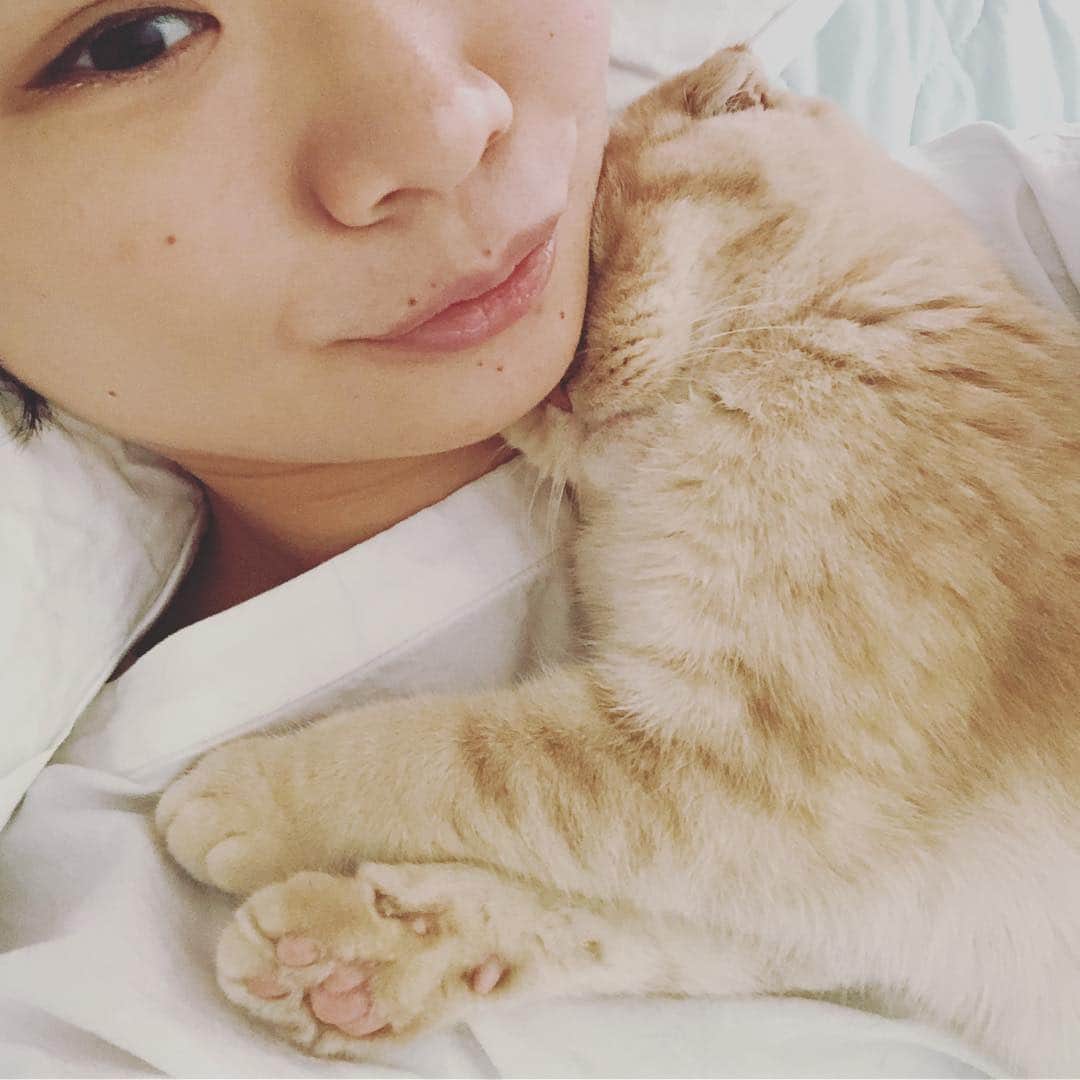 相馬有紀実のインスタグラム：「今日の寝こーズの活動。 もへい、顔くっつけすぎじゃないかい？ #すこてぃっしゅふぉーるど  #ねこすたぐらむ #猫 #癒し #お昼寝」