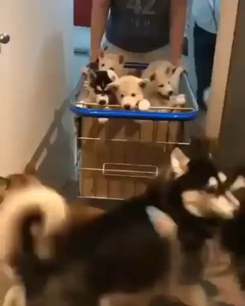 husky and malamuteのインスタグラム：「Husky box.🥰🥰 follow @alaskandaily （Twitter：alaskandaily）for more cute pic and video.😜 ……………………………………………………………… Each video was approved by the original author. But  don't have a Instagram account. We are first one post those video. So watermark credit @alaskandaily ……………………………………………………………… #alaskan#malamute#alaskanmalamute#alaskanhusky#malamutesofinstagram#puppylife#puppylove#puppydog#puppylover#dogdays#malamutepuppy#huskies#huskeypuppy#huskeiesreq#siberian#huskeiesofig#dogslife#dogsofnyc#cutedog#cutedogs#huskeypics#huskeylovers#huskygram#huskeylove#huskiesofinstagram#dogsofnyc#husky#狗」