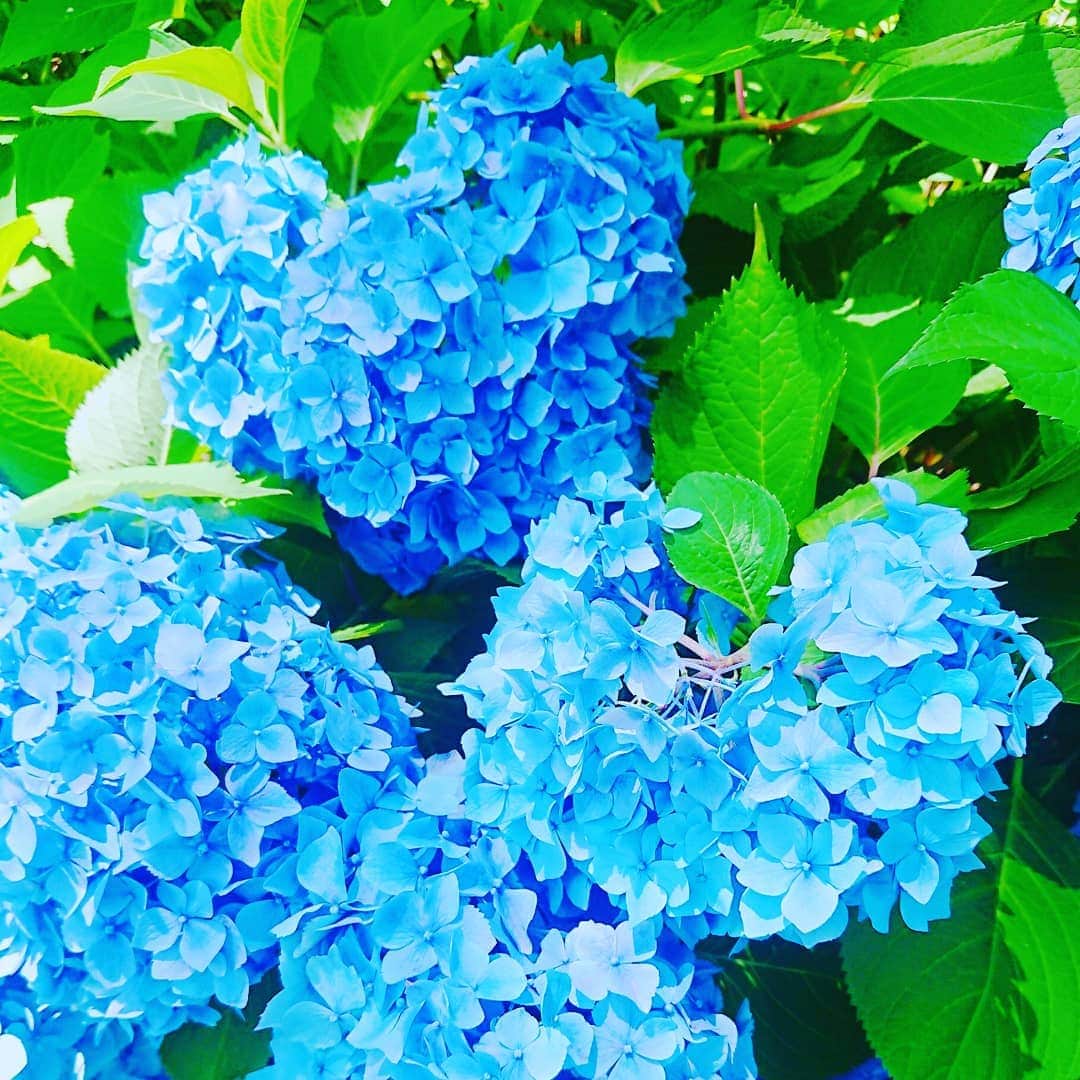 なつ葵さんのインスタグラム写真 - (なつ葵Instagram)「今日は✨ 京都は、小雨が降ったりやんだり…☂️ 各地、梅雨入りの時期ですね。 梅雨は、お出掛けの支度がついつい面倒になってしまいますが、紫陽花や蓮の綺麗な季節で、楽しみな季節です。 写真は、去年のものになりますが、京都府宇治市の『三室戸』さんのお庭の紫陽花をみせていただいた時のものです。 今年もお参りさせていただこうと楽しみにしています✨  #京都#観光#紫陽花#三室戸寺 #梅雨#kyoto#なつ葵#なつ#恵比寿マスカッツ #今日も１日ファイトです #japanese」6月8日 11時07分 - natsuki_taiyaki