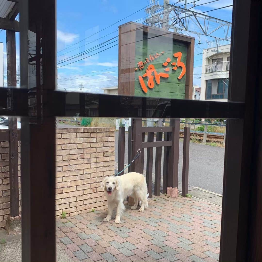 P太郎ママさんのインスタグラム写真 - (P太郎ママInstagram)「レオちゃん。 ハジメマシテの男の子。 ゆーとくけど親子じゃないから！ 体重およそ2倍だけど。 較べてもしょーがないとはわかっとるけど。 同じ犬種とは思えん… このゴージャスさこそがゴールデン！ 大型犬の醍醐味！ う、うらやましい… #ゴールデンレトリバー  #goldenretriever  そしてパン屋に寄り道して帰ってきたよ。 梅雨入りしただけあって、湿度が高いーー」6月8日 11時09分 - ptarodada