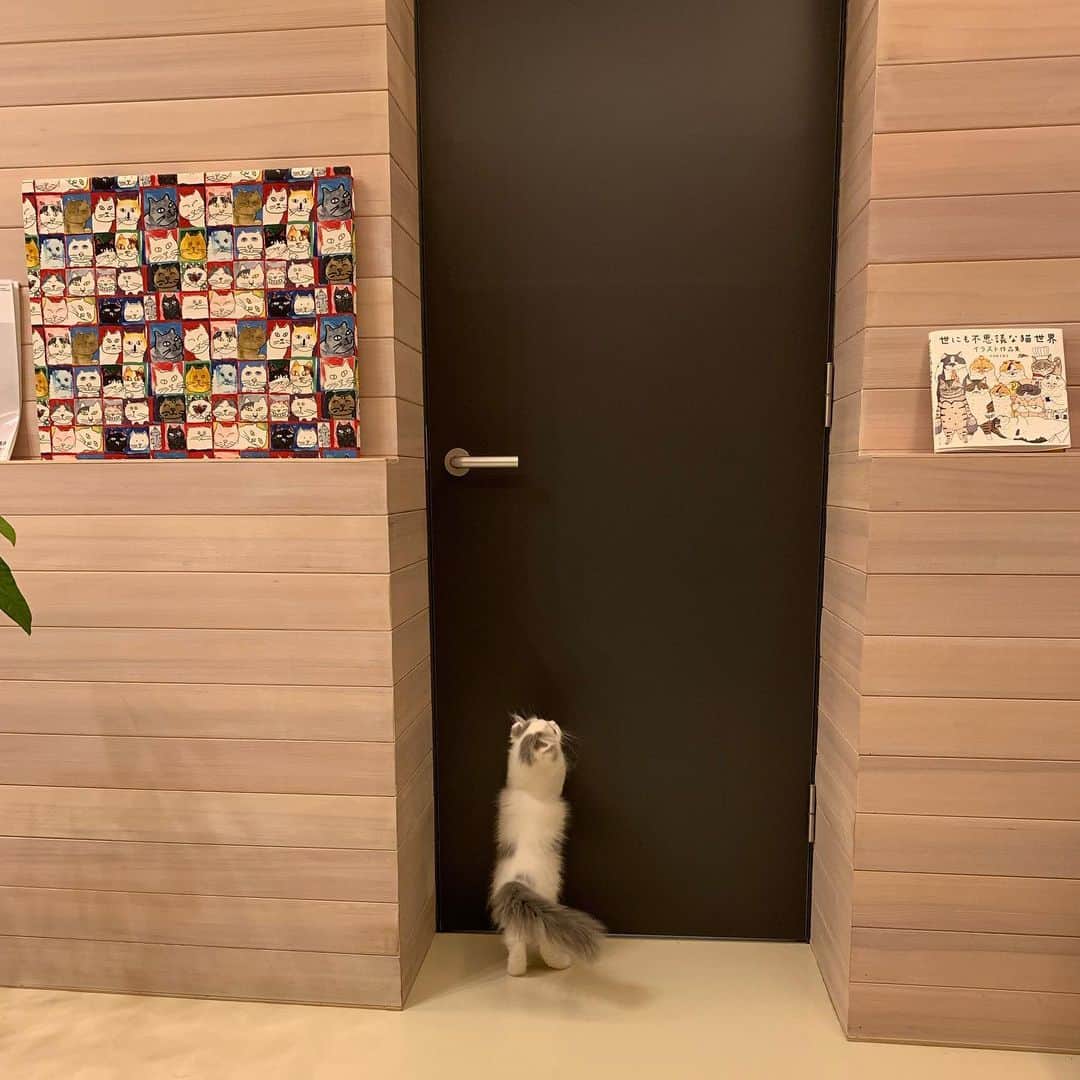 のんたのインスタグラム：「今回いちばんお気に入りの写真💕 「診察お願いしまーしゅ！」 ・ 待合室に他の患者さんはおらず、看護師さんもそばにいてくださっている状態で写真を撮っています😊 ・ #scottishfold #catstagram_japan #catsofinstagram #cats_of_instagram #catoftheday #purr #ilovemycat #bestmeow #catlover #cutecat #kittensofinstagram #cute #スコティッシュフォールド#スコティッシュフォールド子猫」