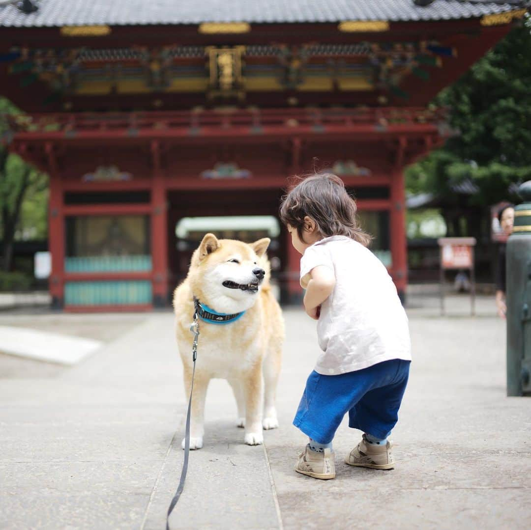 まる（まるたろう）さんのインスタグラム写真 - (まる（まるたろう）Instagram)「Good morning!!✨🐶✨根津神社お参りしてたら遅くなっちまった〜 #今日は涼しかったよ #子供ちゃんもお参り来てたの #なでなでして良いよ #おでこあたりがパワースポットだから #根津のパワースポット」6月8日 11時30分 - marutaro