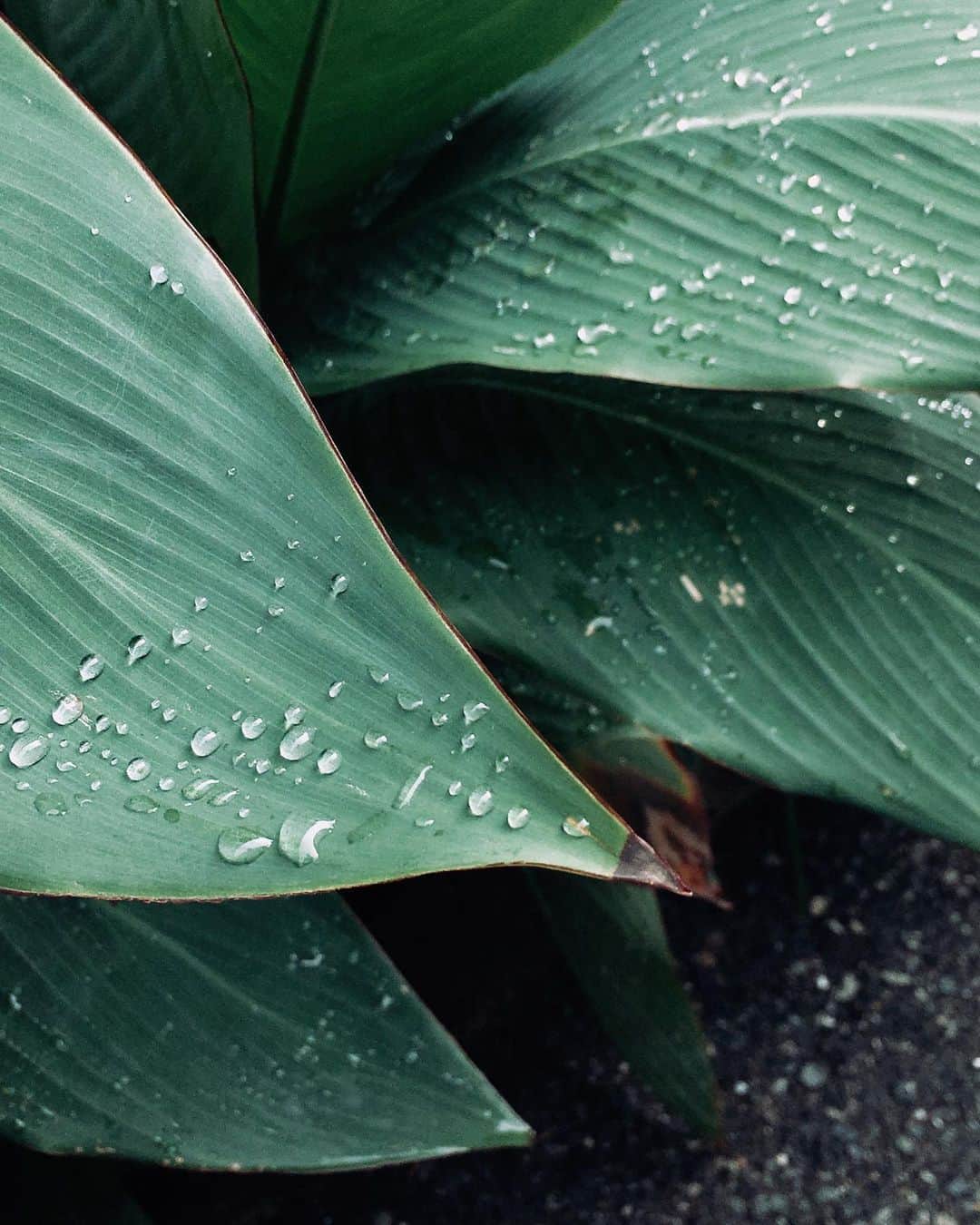 sunday_722のインスタグラム：「drops🌿💧 #rainyday #梅雨 #nature #mwjp﻿﻿ #ShotOniPhone #ShotOniPhoneX #indies_minimal #rsa_minimal #somewheretravels #myfeatureshoot #gominimalmag﻿ #somewheremagazine #tv_pointofview﻿﻿ #artofvisuals﻿」