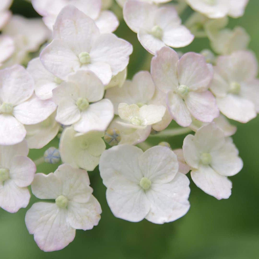 meekooさんのインスタグラム写真 - (meekooInstagram)「雨が止んだので近所の紫陽花を見てきました✿ りんごさんはサラダをムシャムシャ食べていたよ♫ #紫陽花さんぽ」6月8日 12時15分 - meekoo