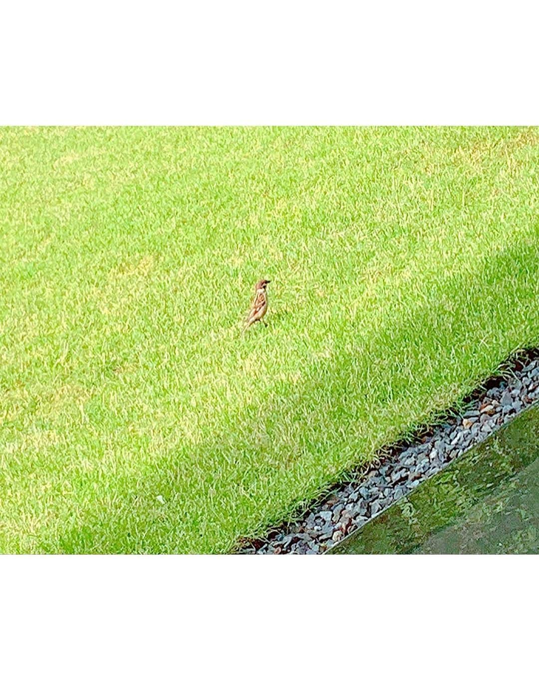 百合華さんのインスタグラム写真 - (百合華Instagram)「親戚のおねぇちゃまと『虎屋菓寮一条店』にて恒例の女子会タイム🥰🥰﻿ ﻿ テラス席から見える鳥居が気になったので２人で一緒に参拝してみることに✨﻿ ﻿ 中庭の芝生には色んな可愛らしい雀や蝶々が遊びにきてくれるので、楽しそうに遊ぶ小鳥達を眺めながら癒しの時間﻿を過ごす事が出来ました🎶﻿ ﻿ #京都 ﻿ #一条 ﻿ #御所 ﻿ #とらや本店 ﻿ #とらや菓寮 ﻿ #虎屋菓寮﻿ #老舗﻿ #和菓子屋 ﻿ #女子会 ﻿ #中庭 ﻿ #テラス席 ﻿ #鳥居﻿ #稲荷神社﻿ #参拝﻿ #小鳥﻿ #雀﻿ #すずめ﻿ #癒しの時間」6月8日 12時26分 - yurika.lovelily