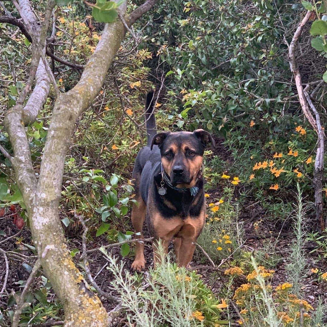 ブリアナ・エヴィガンのインスタグラム：「My world, I mean... maxthecomebackdog really came back happy birthday Maxito」