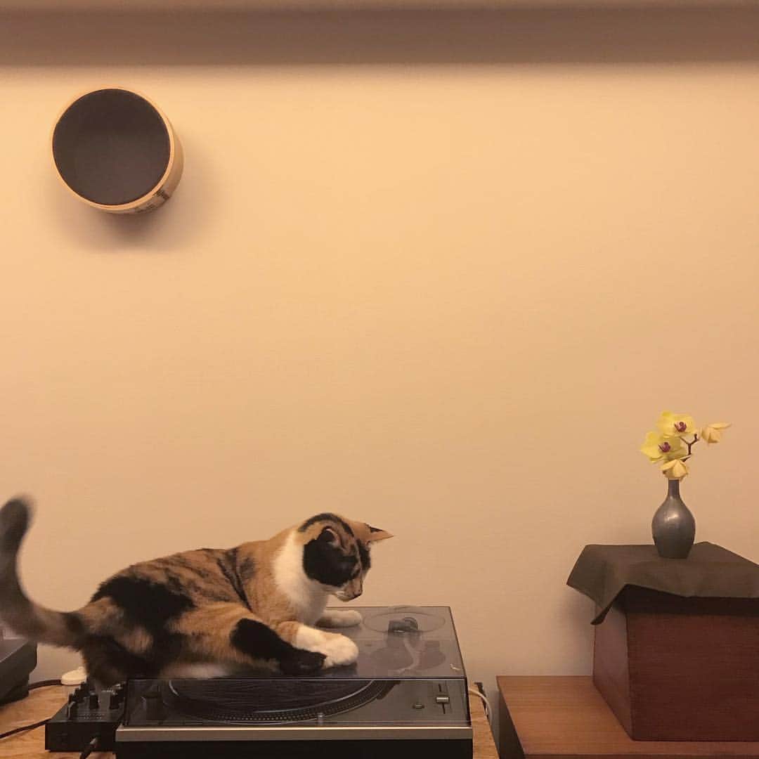 長谷川踏太のインスタグラム：「#tsukijicat」