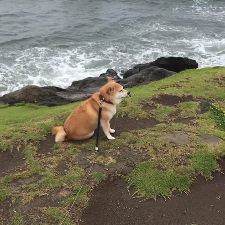 のインスタグラム：「今朝の #岩壁マル子  #こんな場所で休憩するんです  #マル子 #柴犬 #shiba #ギリギリマル子」