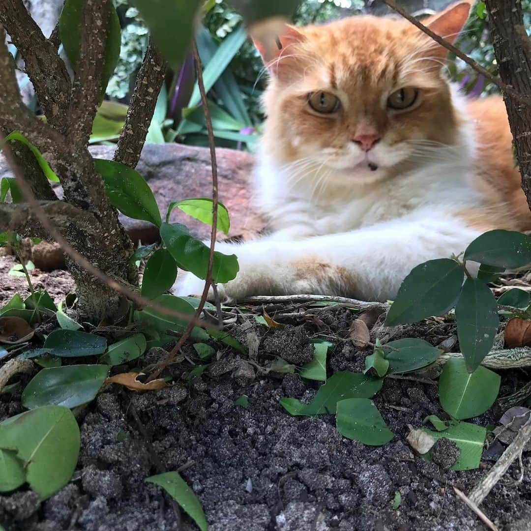 セス・グリーンさんのインスタグラム写真 - (セス・グリーンInstagram)「For your #caturday  Shooting @changelandmovie on location on Kho Phi Phi, we realized the island is full of cats. It’s a weird and magical experience to wander this tiny 4 mile island in the middle of the Indian Ocean, and encounter hundreds of fearless and affectionate cats. They all seemed to have a home base, but spent the day and night exploring the island and moving between sun and shade. Because the cats are such an undeniable fixture on the island, we made sure to feature them heavily in the sequences that take place there. #HappyCaturday」6月8日 22時53分 - sethgreen