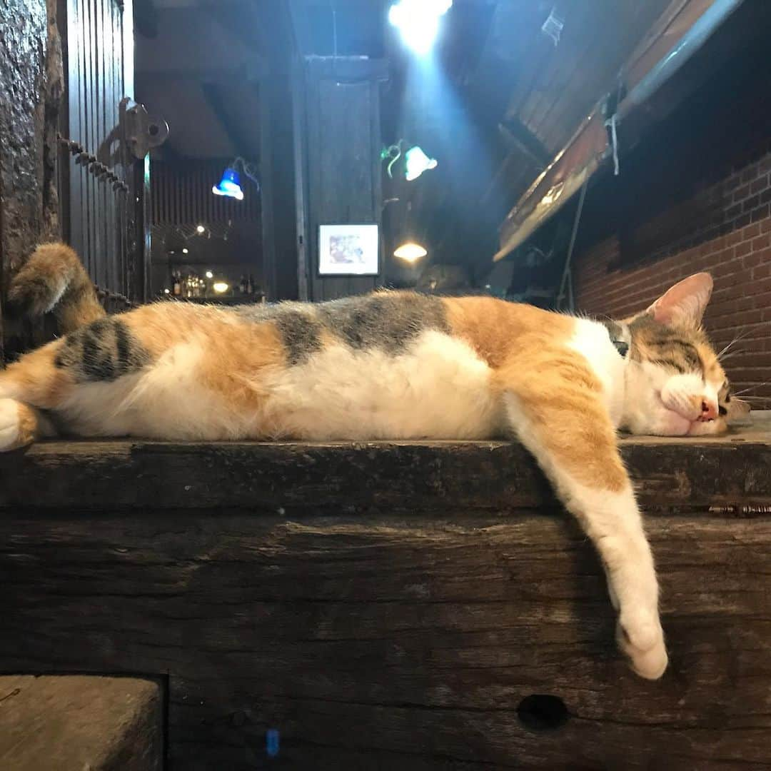 セス・グリーンさんのインスタグラム写真 - (セス・グリーンInstagram)「For your #caturday  Shooting @changelandmovie on location on Kho Phi Phi, we realized the island is full of cats. It’s a weird and magical experience to wander this tiny 4 mile island in the middle of the Indian Ocean, and encounter hundreds of fearless and affectionate cats. They all seemed to have a home base, but spent the day and night exploring the island and moving between sun and shade. Because the cats are such an undeniable fixture on the island, we made sure to feature them heavily in the sequences that take place there. #HappyCaturday」6月8日 22時53分 - sethgreen