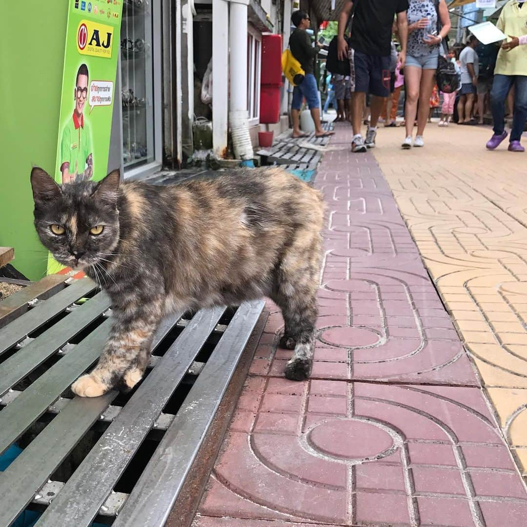 セス・グリーンさんのインスタグラム写真 - (セス・グリーンInstagram)「For your #caturday  Shooting @changelandmovie on location on Kho Phi Phi, we realized the island is full of cats. It’s a weird and magical experience to wander this tiny 4 mile island in the middle of the Indian Ocean, and encounter hundreds of fearless and affectionate cats. They all seemed to have a home base, but spent the day and night exploring the island and moving between sun and shade. Because the cats are such an undeniable fixture on the island, we made sure to feature them heavily in the sequences that take place there. #HappyCaturday」6月8日 22時53分 - sethgreen