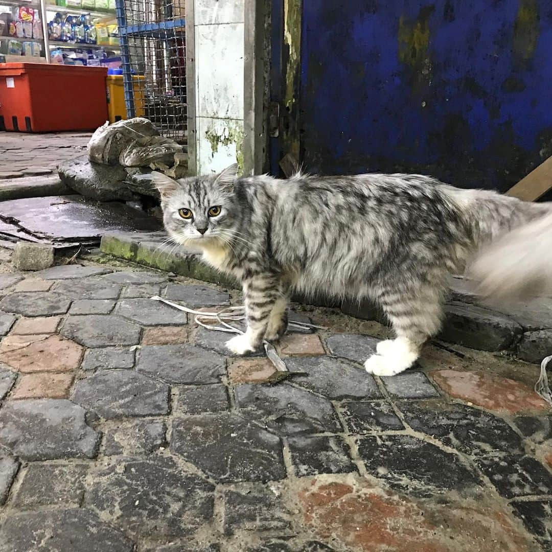 セス・グリーンさんのインスタグラム写真 - (セス・グリーンInstagram)「For your #caturday  Shooting @changelandmovie on location on Kho Phi Phi, we realized the island is full of cats. It’s a weird and magical experience to wander this tiny 4 mile island in the middle of the Indian Ocean, and encounter hundreds of fearless and affectionate cats. They all seemed to have a home base, but spent the day and night exploring the island and moving between sun and shade. Because the cats are such an undeniable fixture on the island, we made sure to feature them heavily in the sequences that take place there. #HappyCaturday」6月8日 22時53分 - sethgreen