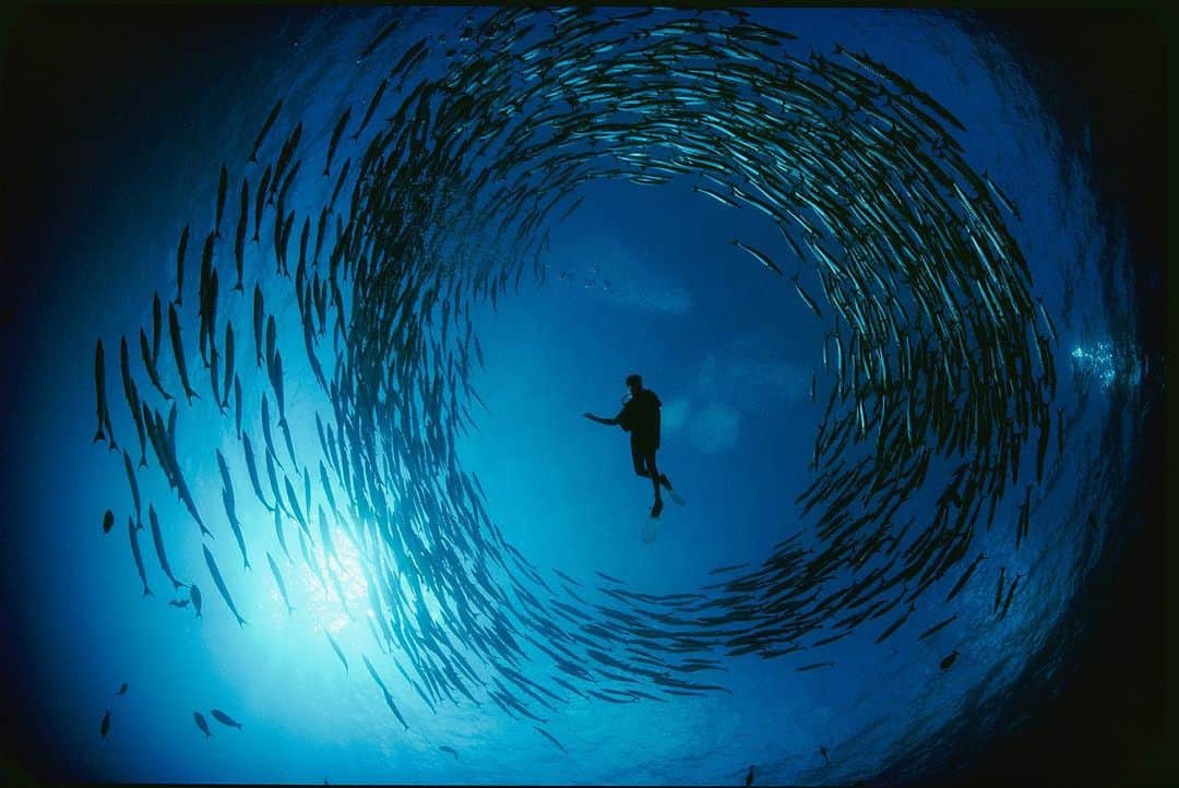 National Geographic Creativeさんのインスタグラム写真 - (National Geographic CreativeInstagram)「Photo by @daviddoubilet | A naturalist is surrounded by a group of rotating barracuda near the Bismarck Archipelago, Papua New Guinea. #WorldOceansDay #Underwater #Research」6月8日 23時02分 - natgeointhefield
