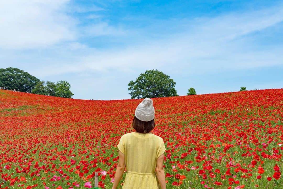 詩歩さんのインスタグラム写真 - (詩歩Instagram)「🌱﻿﻿ ﻿﻿ 天空のポピーを見上げて。﻿ Looking up the 10million red poppies towards the sky.﻿ ﻿ ﻿ 今週末まで開催している秩父のポピー祭り。﻿ 来年もキレイな姿が楽しめますように☺🙏﻿ ﻿ ﻿﻿ ﻿📷27th May 2019﻿ 📍秩父高原牧場／埼玉県　秩父市﻿﻿ 📍Chichibu Kogen Farm／Saitama Japan﻿﻿ ﻿﻿﻿﻿﻿ ©︎Shiho/詩歩﻿ ﻿ ﻿」6月8日 22時54分 - shiho_zekkei
