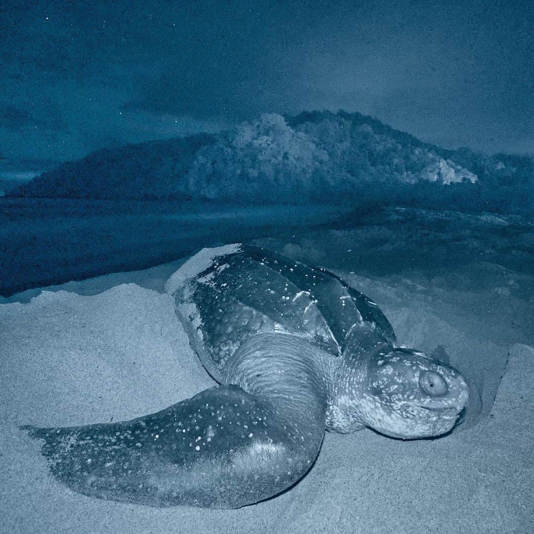 のインスタグラム：「To minimize my impact on nesting leatherback sea turtles I spent my nights on Trinidad’s Grande Rivière beach using Infrared lights (IR) - which the turtles, and unfortunately myself, are unable to see. The only way to figure out what was going on in front of me in pitch darkness was to look at the small screen on the back of my camera, modified to only record IR light. So while this might look like a simple black and white image, it is actually created in total darkness using two IR flashes to “illuminate” the turtle and IR torches to paint invisible light (to me and the turtle anyway) onto the headland in the background. Shot in Trinidad for @natgeo on a @oceanic.society expedition. Please visit @oceanic.society who are celebrating their 50th anniversary this year and show them some Instagram love.  #os50 #seaturtles #oceanicsociety」