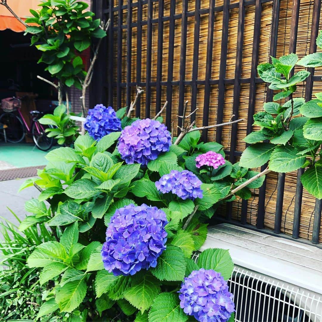 園崎未恵さんのインスタグラム写真 - (園崎未恵Instagram)「Season's greeting. #紫陽花」6月8日 23時05分 - miemiemie0207