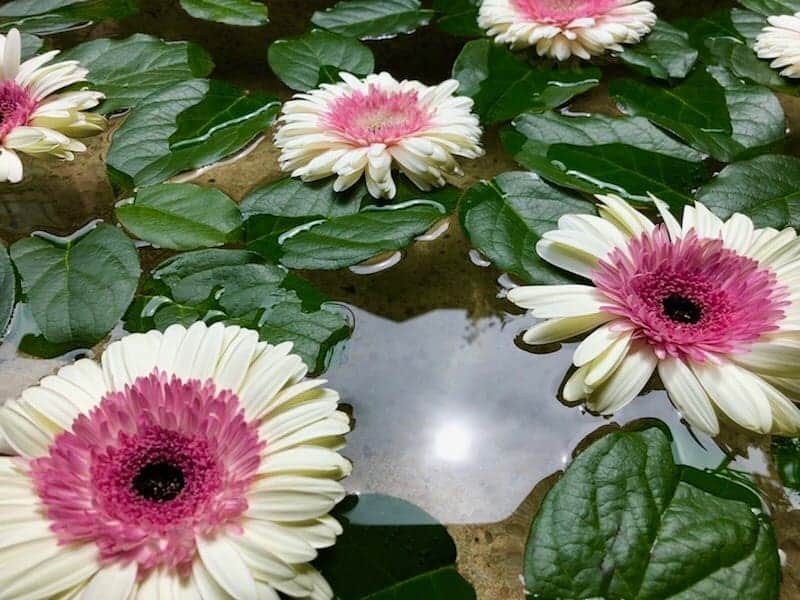 のインスタグラム：「Daisy do, or daisy don’t? The answer is always YES. We love gerber daisies in any, and all of its colors. Each petal that radiates from happy center, round like a buddhas belly, reminds us to be open and brimming with optimism. #meandropond」