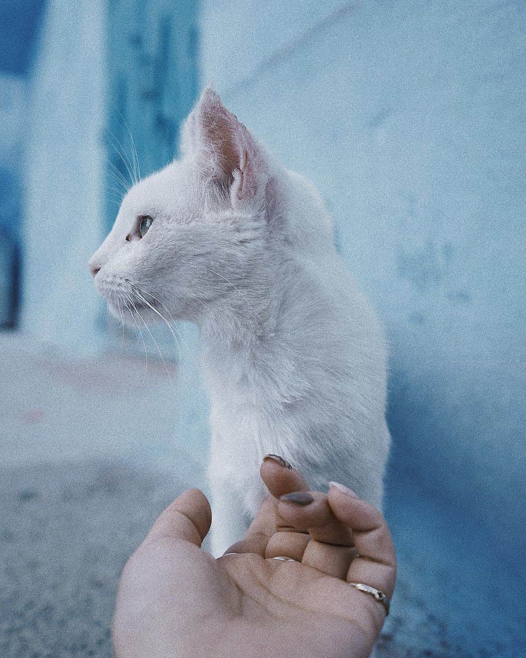 Manamiのインスタグラム：「🐈🐈🐈🐈 ㅤ モロッコの人たちは猫と共存してる🐈 お店にも普通に入ってくるし 売り物のラグの上でお昼寝してたり みんな餌をもらってて幸せそうだし スリスリゴロゴロしてきて膝に乗ってきたり フレンドリーな子がいっぱい🐱💕 猫好きにはたまらんよ😽💗」