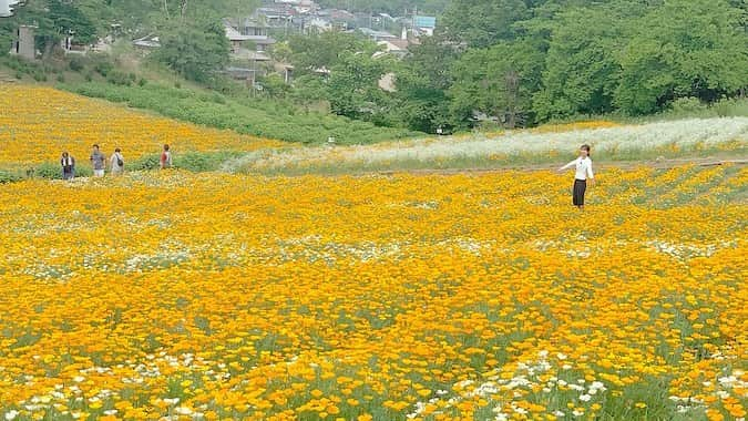 海老原優香さんのインスタグラム写真 - (海老原優香Instagram)「今日は晴れ間も見えましたね✨ ・ 先日取材で、 見頃を迎えた黄色いお花畑へ行ってきました☺︎ 素敵な週末をお過ごしください❣️ ・ #ハナビシソウ  #かすみ草 #🌼」6月8日 14時53分 - ebioffi