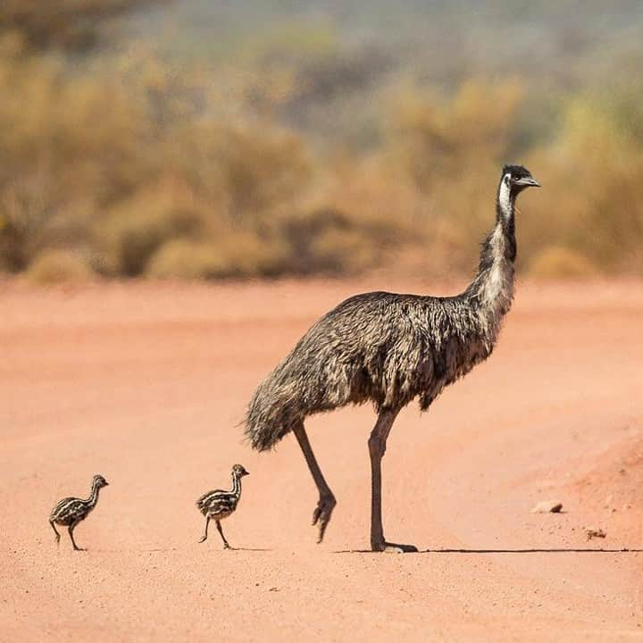 Australiaさんのインスタグラム写真 - (AustraliaInstagram)「Did you know: Unlike most animals, #emu dads are the ones in charge of looking after their chicks after they hatch. 🐣 @david_stowe spotted this cute little family out for a stroll near Lark Quarry Dinosaur Trackways in @outbackqueensland. This area is famous for being the site of the world's only known record of a dinosaur stampede, with fossils that show around 300 dinosaur footprints. Book a guided tour at the Dinosaur Stampede National Monument to learn more about this fascinating find, and you might just spot some of the local emus when you’re out and about as well.  #seeaustralia #thisisqueensland #outbackqueensland #wildlifephotography #travel」6月8日 15時00分 - australia