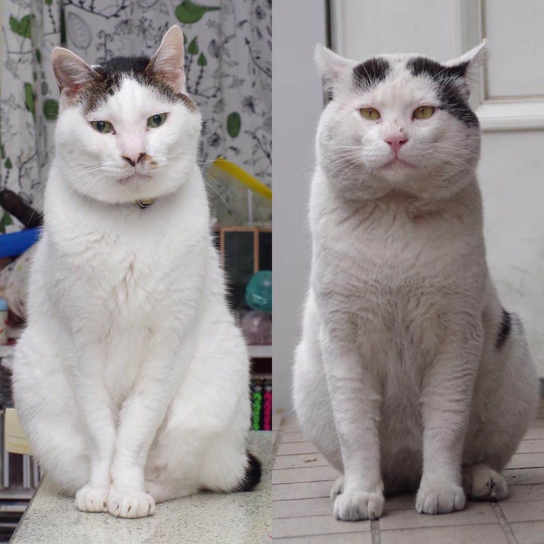 Kachimo Yoshimatsuさんのインスタグラム写真 - (Kachimo YoshimatsuInstagram)「似てるようで、似てない。 Yohkan-san & Nanakuro  Seems to be similar, not similar. #uchinonekora #yohkan #nanakuro  #neko #cat #catstagram #kachimo #猫 #ねこ #うちの猫ら http://kachimo.exblog.jp」6月8日 15時05分 - kachimo