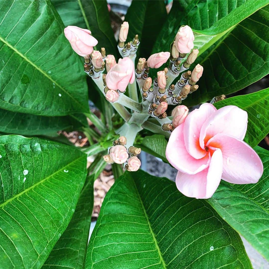 Lanikai Bath and Bodyさんのインスタグラム写真 - (Lanikai Bath and BodyInstagram)「Our lovely classic Hawai’i flower. #plumeriasblooming #lanikaibathandbody #lanikaibeach #kailuatownhi」6月8日 15時18分 - lanikaibathandbody