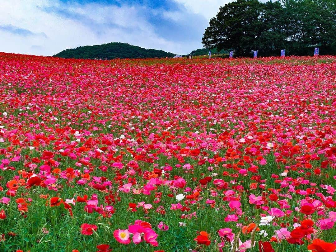 福原遥さんのインスタグラム写真 - (福原遥Instagram)「. 🌷🌷🌷 今夜はもしツア！ ゲストに #大塚千弘 さんをお迎えし、日本の 名所を空中散歩 第3弾！1000万本が咲き誇る！ 秩父・天空のポピーツアーへ行ってきました🌷︎ こんなに感動したお花畑は初めてでした！ 是非、皆さんにも観ていただきたいです︎︎︎︎︎☺︎ 18時30分から！ #もしもツアーズ #もしツア」6月8日 15時22分 - haruka.f.official