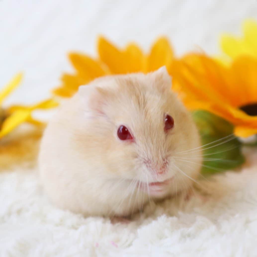 hamster_mocoのインスタグラム