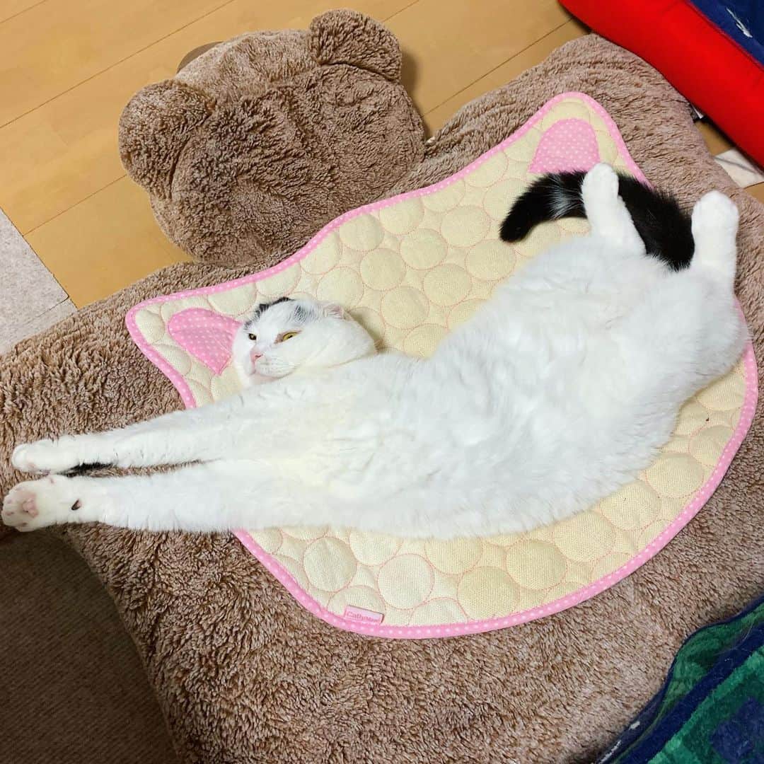 マロニーのインスタグラム：「マロニー＜  オレ、こう見えて新しい物好きなんだよな。猫さんマット、なかなかいいじゃん👍😼 #ものすごいくつろいでる #身体にひねりを入れてますねマロさん #くまさんクッションはコストコで買ったよ #マロさんもハルくんもお気に入り♩ #マシュマロマロニー #猫 #ねこ #cat #scottishfold #ネコ #スコティッシュフォールド #マロニー #マロちゃん #モフモフ #スコちゃん」