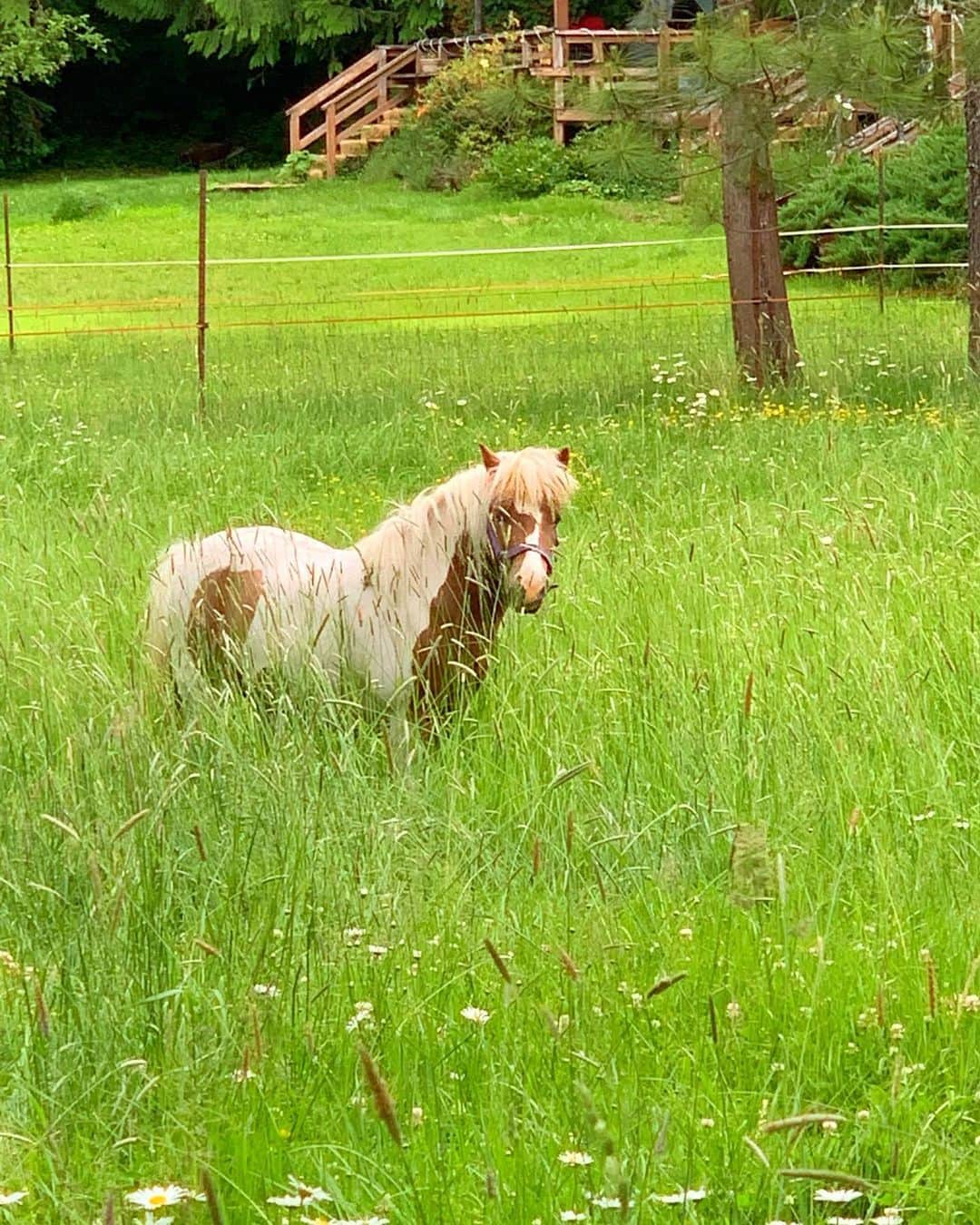 デブラ・メッシングさんのインスタグラム写真 - (デブラ・メッシングInstagram)「Mini horse in a field on Oregon!」6月8日 15時47分 - therealdebramessing