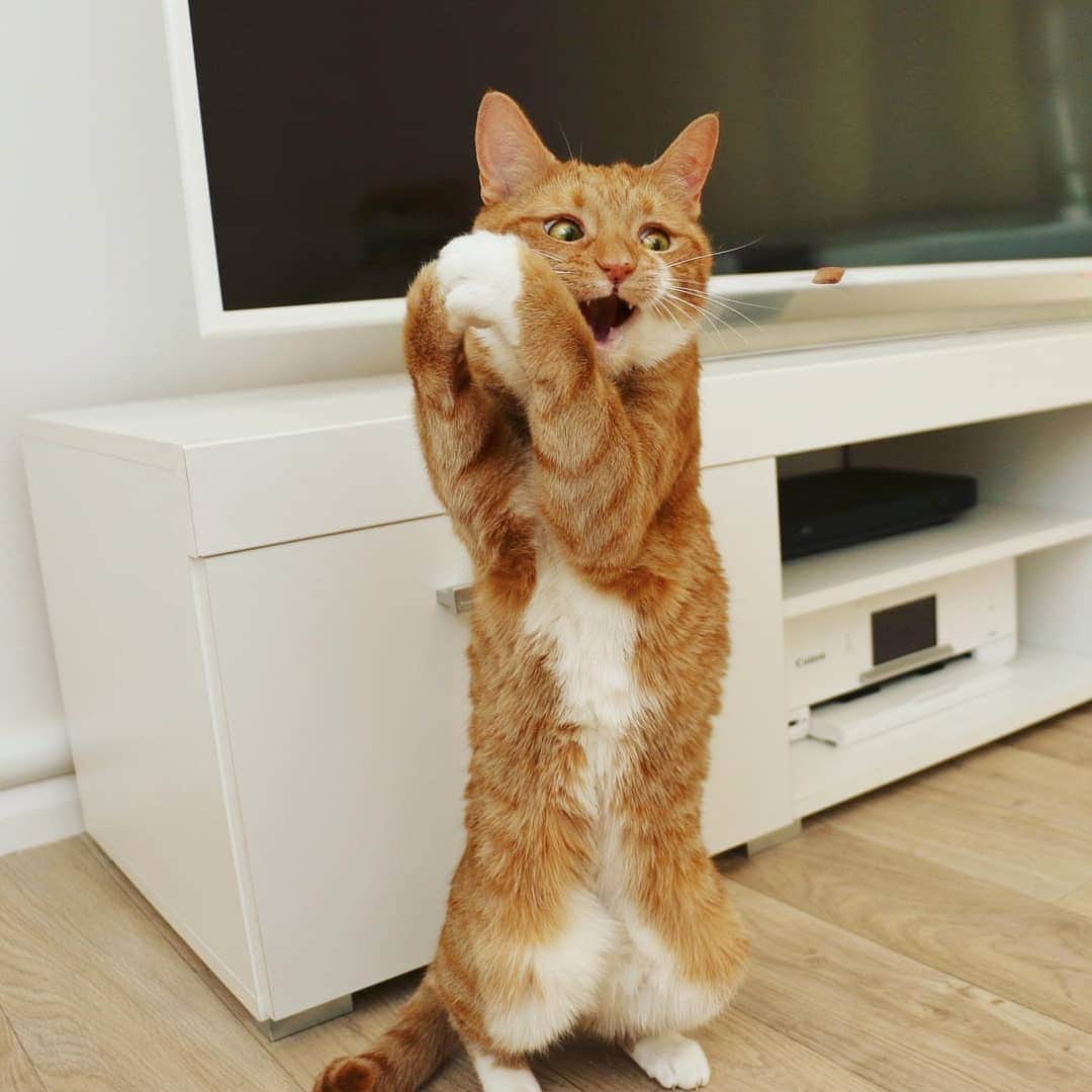 CatStockerのインスタグラム：「Hello! #catstocker is here!  Follow our FURRriend @saff_pstm  Scroll right for more pictures 👉 . . . . . . #cat #neko #mačka #chat #kočka #котка #kotek #kot #кіт #mače #кошка #кот #katze #gato #gatto  #子猫 #kattunge #猫 #고양이 #貓 #kedi #köttur #kissanpentu #חתול #кішка #子猫 #고양이새끼 #kitty #cats」