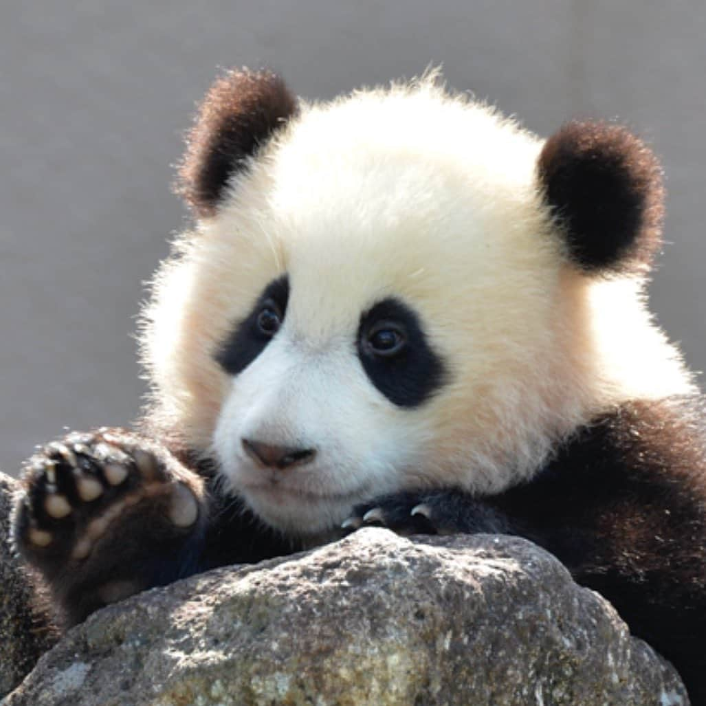 パンダ（白浜）さんのインスタグラム写真 - (パンダ（白浜）Instagram)「🐼 😊 #HELLOLITTLE 🐼🐼🐼 #ハローリトル #baby #pandamental #hellopanda #ハローパンダ #パンダグラビア and #panda #pandababy 🐼🐼🐼 ⭐︎『HELLO LITTLE』IN STORE NOW⭐️ #結浜 already had icon top of hair...?」6月8日 16時10分 - hellopanda_book