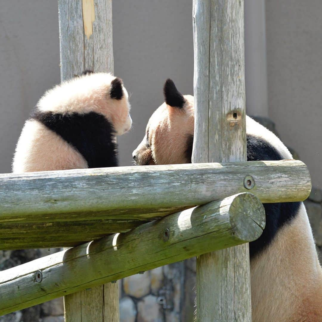 パンダ（白浜）さんのインスタグラム写真 - (パンダ（白浜）Instagram)「🐼 😊 #HELLOLITTLE 🐼🐼🐼 #ハローリトル #baby #pandamental #hellopanda #ハローパンダ #パンダグラビア and #panda #pandababy 🐼🐼🐼 ⭐︎『HELLO LITTLE』IN STORE NOW⭐️ #結浜 & #良浜 Mom's enjoyable conversations??❤️ 'ｓｅｃｒｅｔ ｔａｌｋ'」6月8日 16時03分 - hellopanda_book