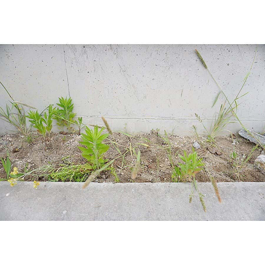 植物のある家さんのインスタグラム写真 - (植物のある家Instagram)「ーボーボーー . ガレージ脇のちょっとしたスペース . 当初は芝を張って植物を植えてましたが 幅は30センチしかなく 深さ20センチぐらいのところに排水管 さらに西向き 管理が行き届いてないのもありますが 植物も上手いこと育たない…… ってことで、去年、芝は撤去して 石を入れていたのですが…… 最初の写真の通りボーボーに…  これはこれで有り？ って少し思いましたが さすがに先が怖いので 防草シートを敷きました  ここに鉢のまま置いてたローストラータもだいぶ大きくなったし…… あまり管理のいらない植物を植えてみようと思います . . . #植物のある暮らし  #植物のある家  #雑草 #DIY #ガーデニング #ロックガーデン #ドライガーデン  #石 #割石 #砕石 #防草シート #漆喰 #カルクウォール #外構 #花壇 #エクステリア #庭 #草 #緑」6月8日 16時59分 - plusoneline