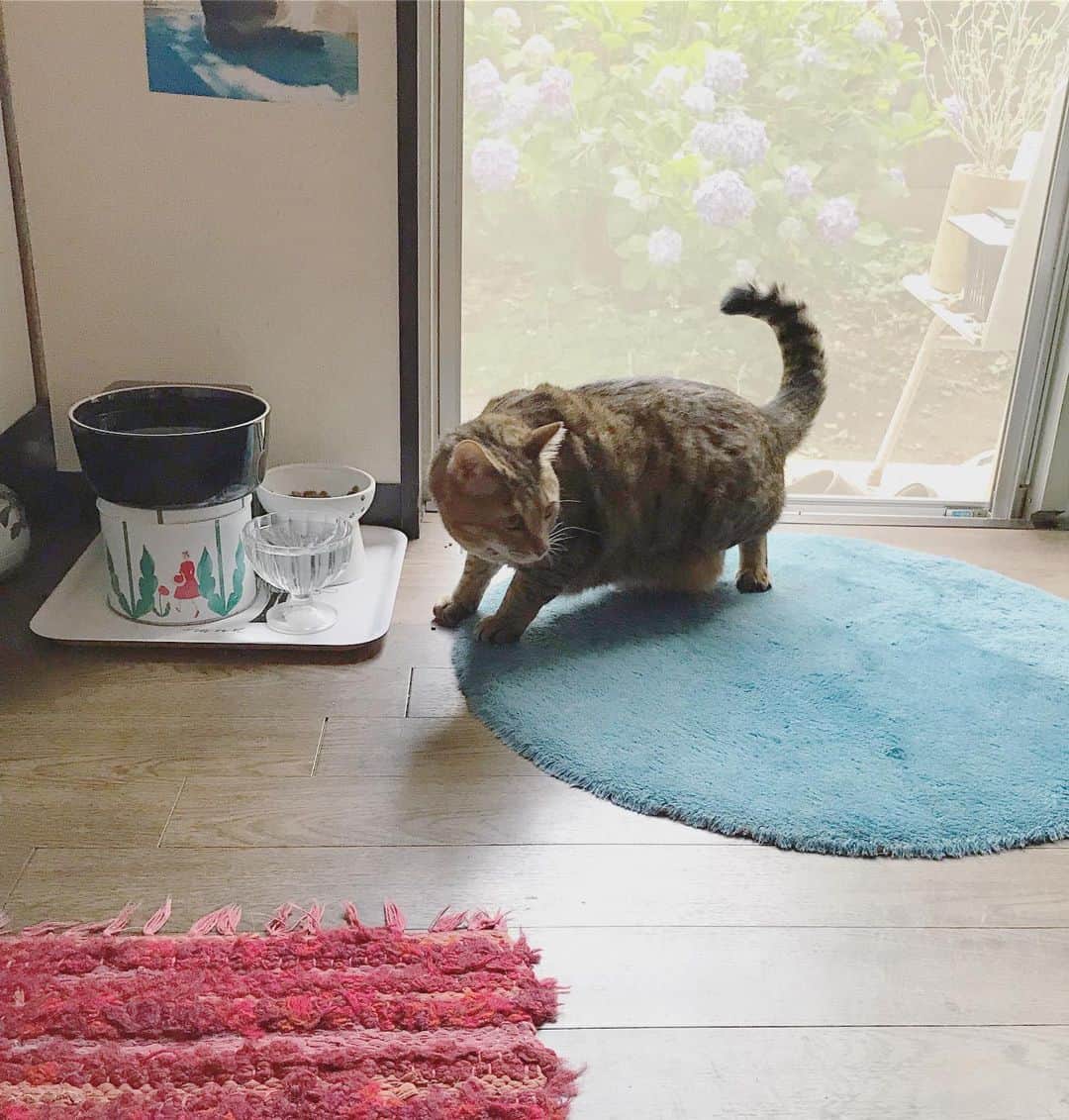 山田稔明さんのインスタグラム写真 - (山田稔明Instagram)「「チミちゃん…？いないの？」 お隣のノアちゃんが初めて遊びにきたのにぐっすり寝すぎて気づかなかったチミ猫。 #お隣のノアちゃん」6月8日 17時05分 - toshiakiyamada