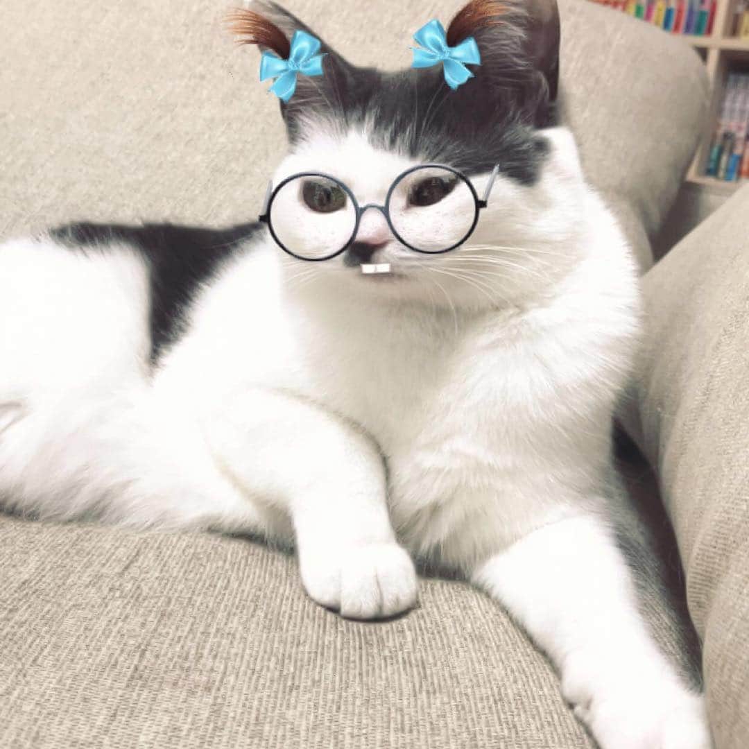 サンシャイン池崎さんのインスタグラム写真 - (サンシャイン池崎Instagram)「Snapchatやってみた！  #猫 #猫の森 #風神雷神 #Snapchat #四枚目ちょっとだけ子供に戻った雷ちゃん」6月8日 17時13分 - ikezaki_yeah