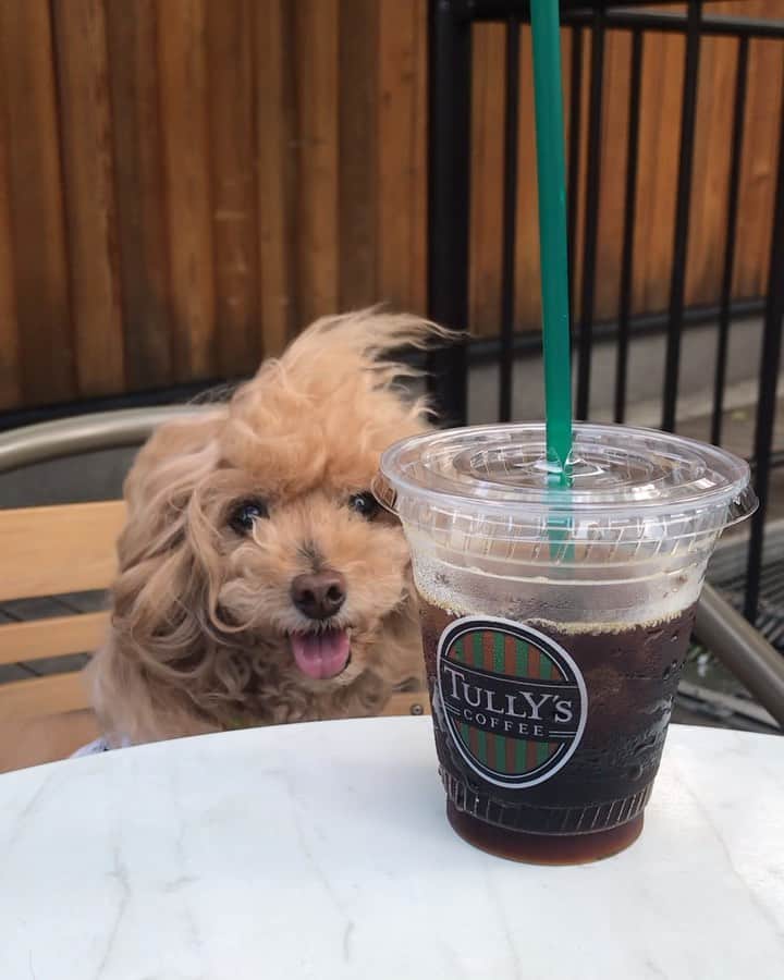 Toypoodle Mikuru?Asakusa Tokyoのグルメインスタ