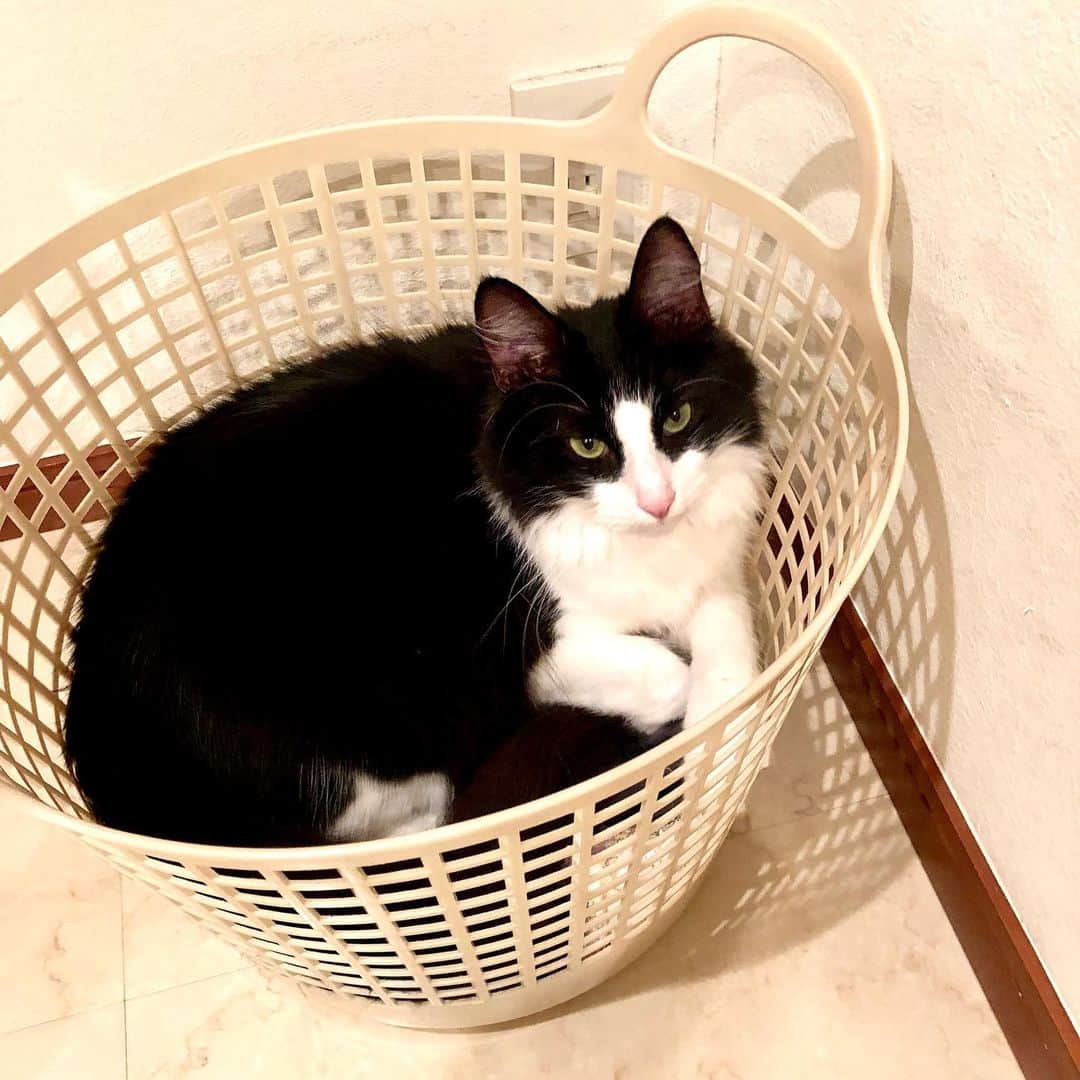 佐伯紅緒さんのインスタグラム写真 - (佐伯紅緒Instagram)「かぶちゃん、帰ったら洗濯カゴの中に籠城。 「知ってるぞ、他の猫触ってきただろ」  猫の嗅覚恐るべし。  #海亀 #cat #turkishangora  #ターキッシュアンゴラ  #猫 #ねこ #ネコ #ねこすたぐらむ #株式会社ファイブキャッツ」6月8日 17時42分 - beniosaeki