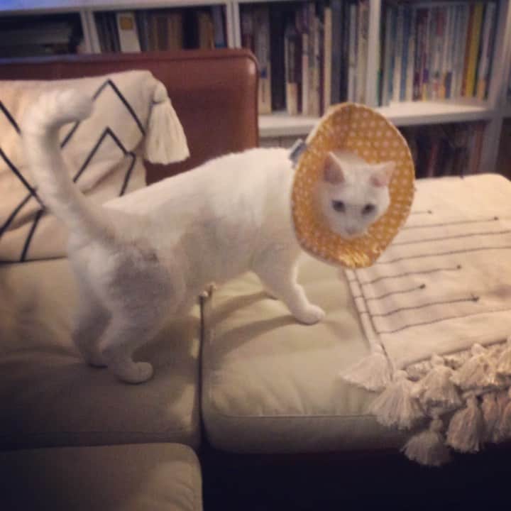 岡田屋鉄蔵のインスタグラム：「ミルバさんの点滴用に買ってみた。柔らかなエリザベスカラー。出来心でべ様に装着したら怒られた。」