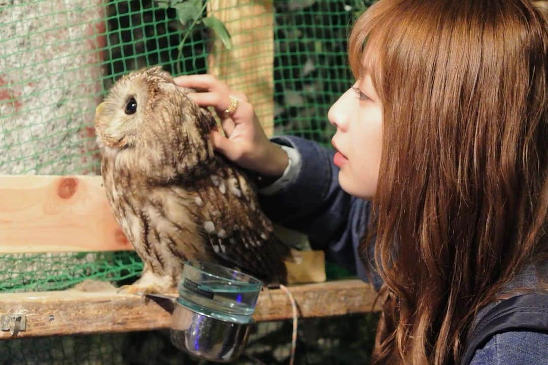 高柳明音さんのインスタグラム写真 - (高柳明音Instagram)「先日 いろんな動物のいる カフェにいってきたのです ふくろうかわ。」6月8日 17時55分 - akane_o8o