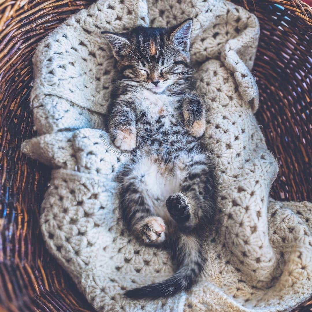 Holly Sissonさんのインスタグラム写真 - (Holly SissonInstagram)「Is there anything sweeter than a sleeping kitten? ☺️🐱❤️😴 #kitten #tabbykitty #mainecoon (See more of Emma on @pitterpatterfurryfeet) ~ Canon 1D X MkII + 35 f1.4L II @ f2.2  See my bio for full camera equipment information plus info on how I process my images. 😊」6月9日 0時01分 - hollysisson