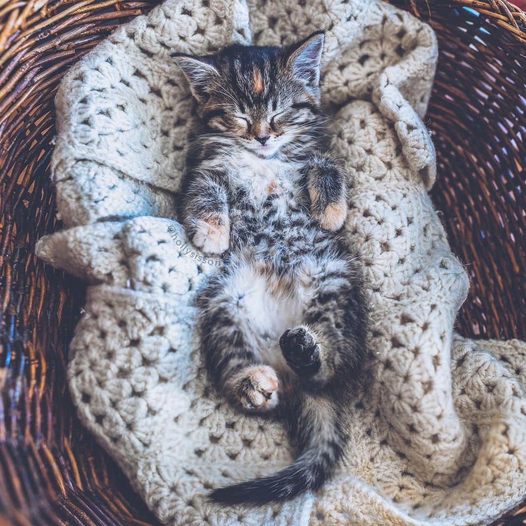 Holly Sissonのインスタグラム：「Is there anything sweeter than a sleeping kitten? ☺️🐱❤️😴 #kitten #tabbykitty #mainecoon (See more of Emma on @pitterpatterfurryfeet) ~ Canon 1D X MkII + 35 f1.4L II @ f2.2  See my bio for full camera equipment information plus info on how I process my images. 😊」
